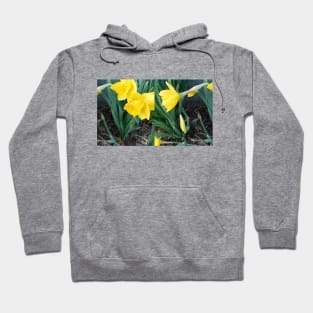 dafodil Hoodie